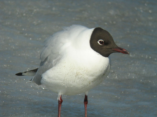 Naurulokki