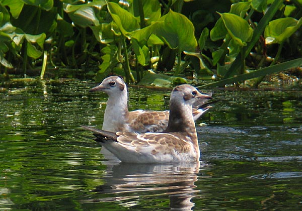 Naurulokki