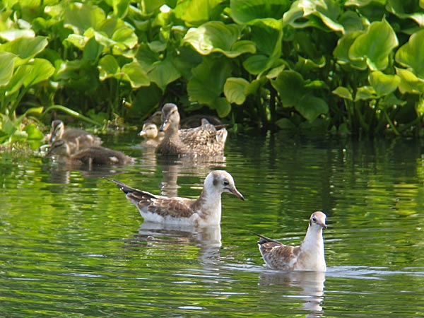 Naurulokki