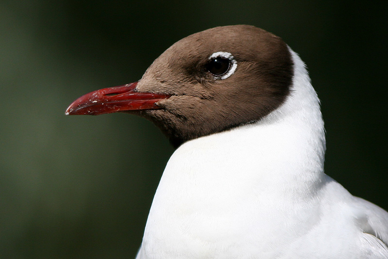 Naurulokki
