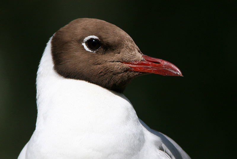 Naurulokki