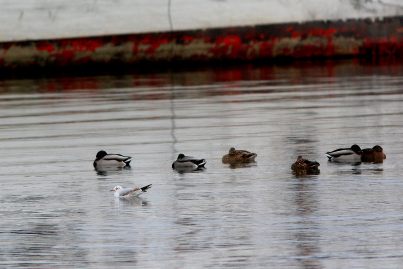 Naurulokki Larus ridibundus
