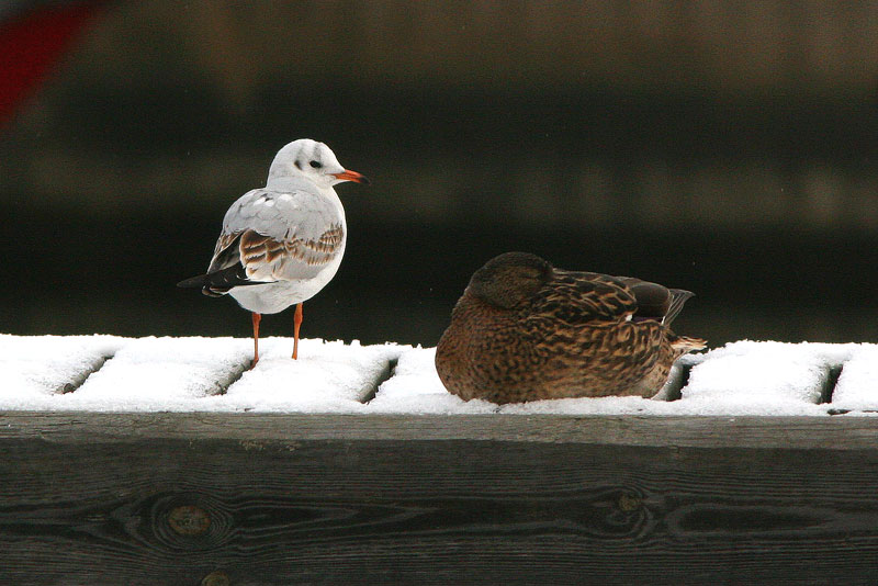 Naurulokki Larus ridibundus