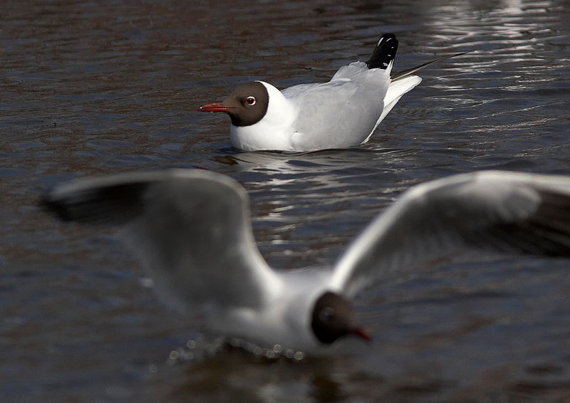 Naurulokki Larus ridibundus