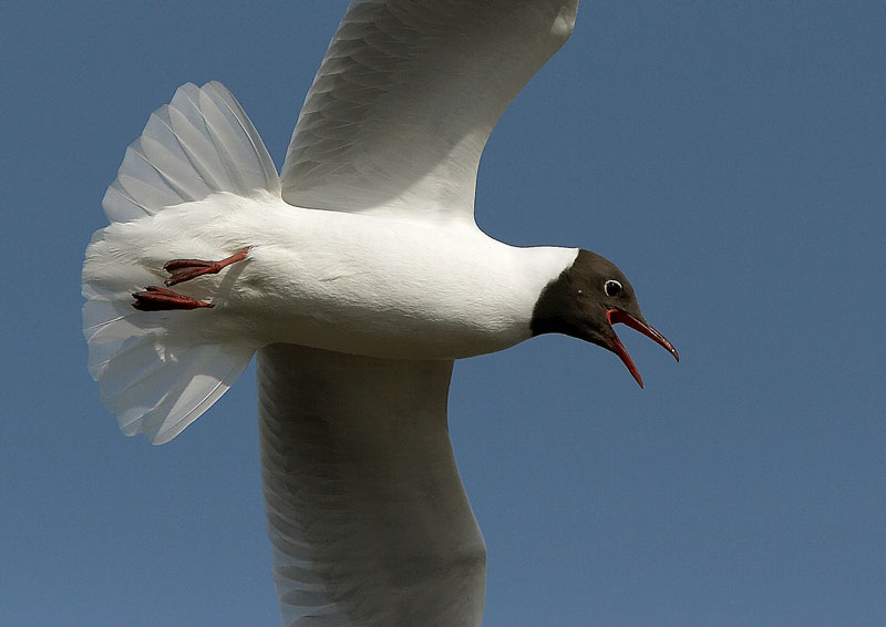 Naurulokki Larus ridibundus