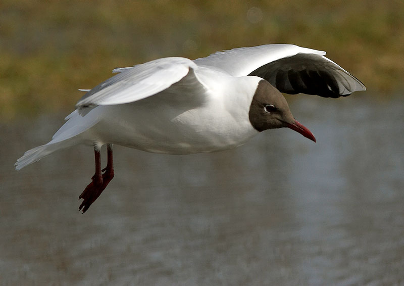 Naurulokki Larus ridibundus