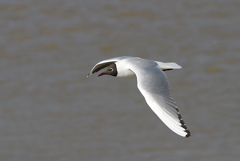 Naurulokki Larus ridibundus