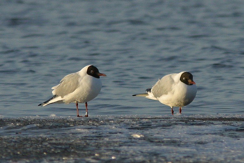 Naurulokki Larus ridibundus