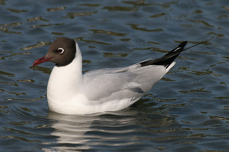 Naurulokki Larus ridibundus
