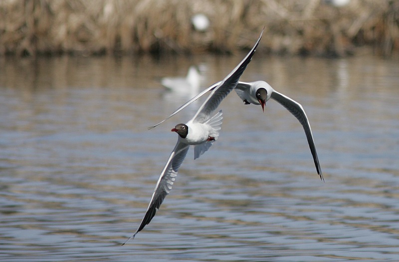 Naurulokki Larus ridibundus