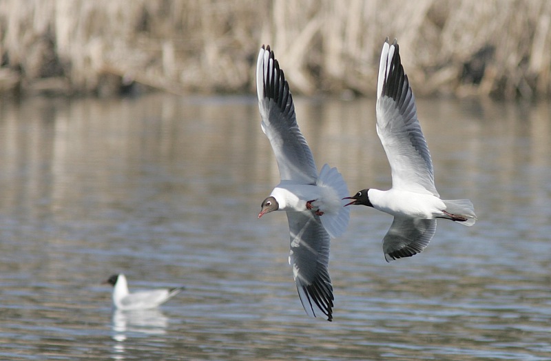 Naurulokki Larus ridibundus