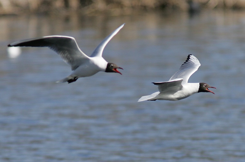 Naurulokki Larus ridibundus