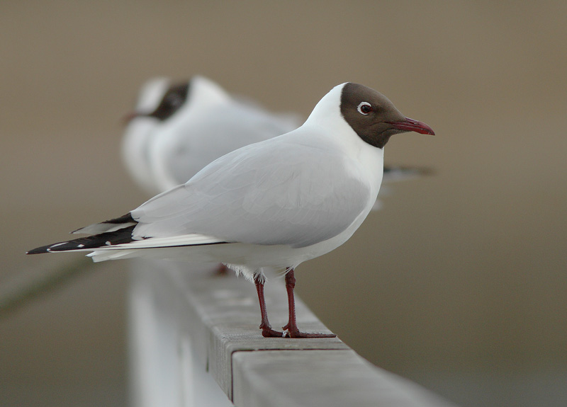 Naurulokki Larus ridibundus