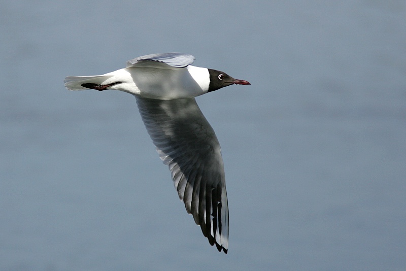 Naurulokki Larus ridibundus