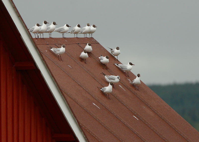 Naurulokki Larus ridibundus