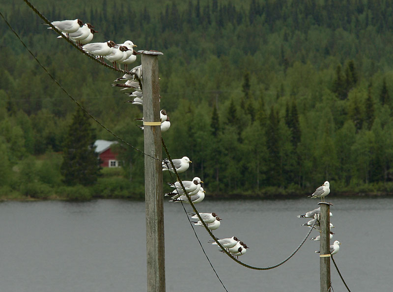 Naurulokki Larus ridibundus