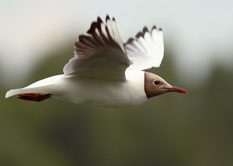 Naurulokki Larus ridibundus