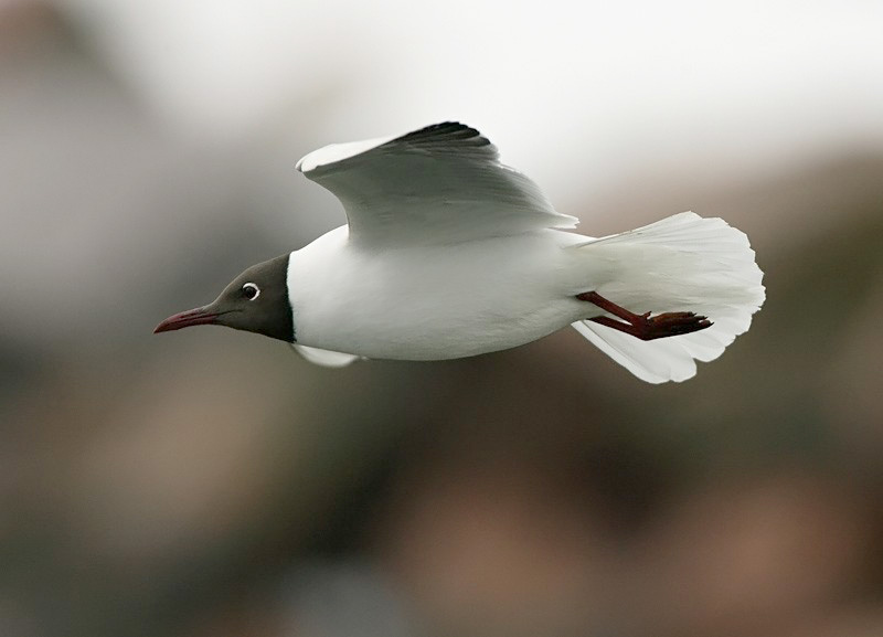 Naurulokki Laughing Gull (Larus ridibundus)
