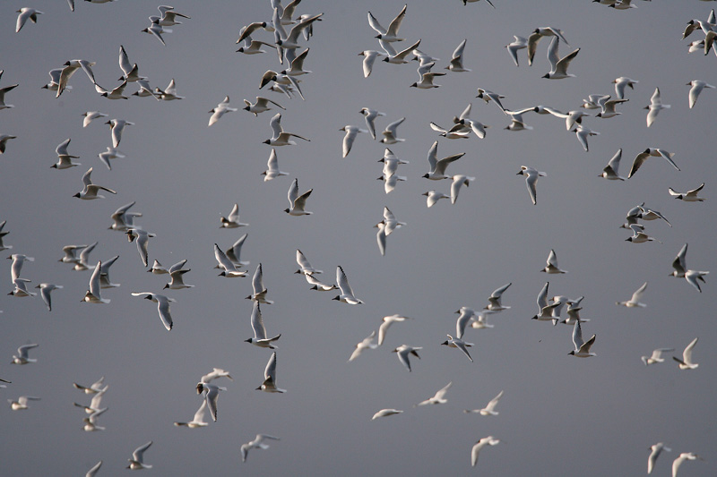 Naurulokki Laughing Gull (Larus ridibundus)