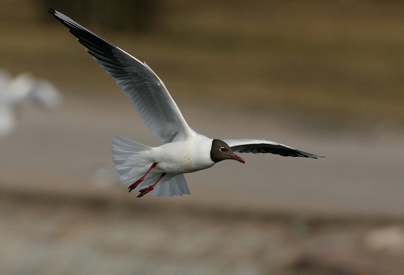 Naurulokki Laughing Gull (Larus ridibundus)