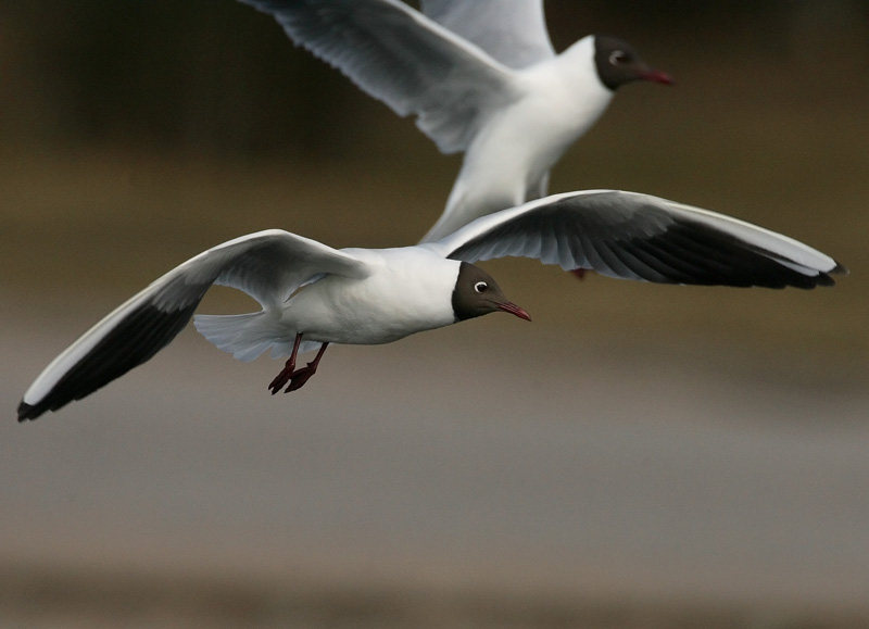 Naurulokki Laughing Gull (Larus ridibundus)