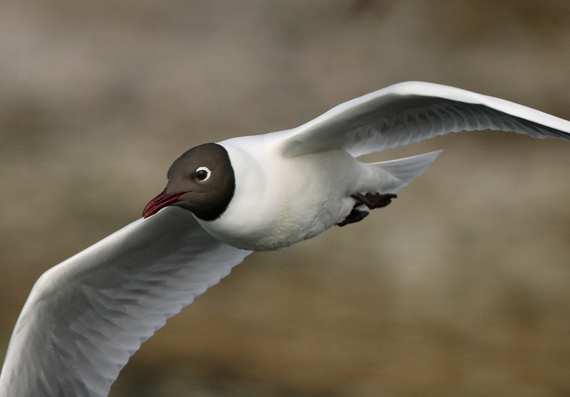 Naurulokki Laughing Gull (Larus ridibundus)