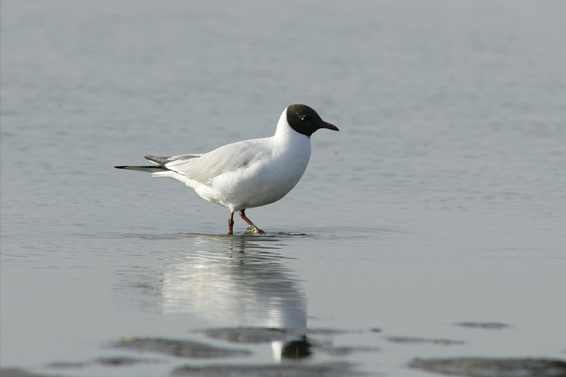 Naurulokki Laughing Gull (Larus ridibundus)