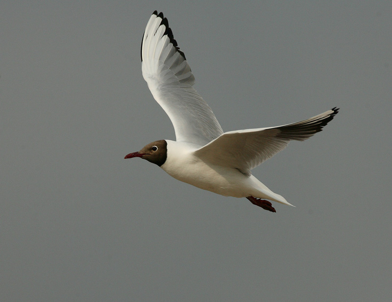 Naurulokki Laughing Gull (Larus ridibundus)