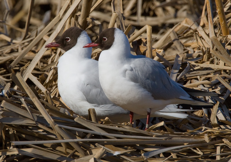 Naurulokki Laughing Gull (Larus ridibundus)
