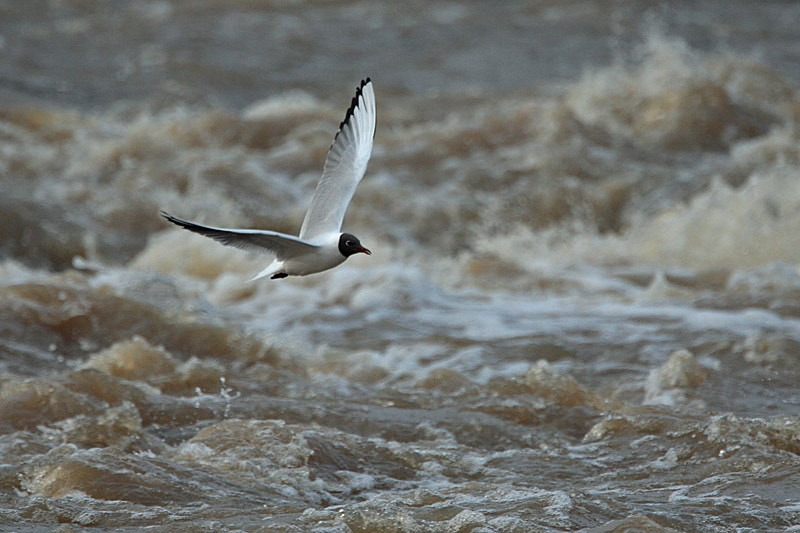 Naurulokki Laughing Gull (Larus ridibundus)