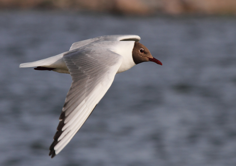 Naurulokki Laughing Gull (Larus ridibundus)