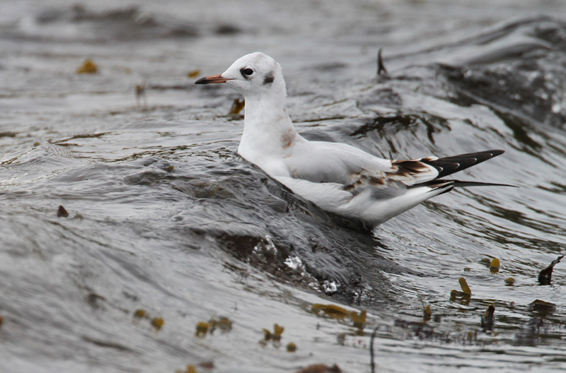 Naurulokki Laughing Gull (Larus ridibundus)