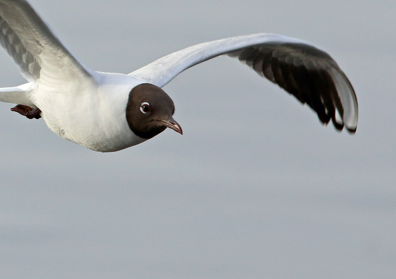 Naurulokki Laughing Gull (Larus ridibundus)