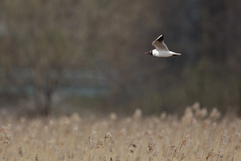 Naurulokki Laughing Gull (Larus ridibundus)