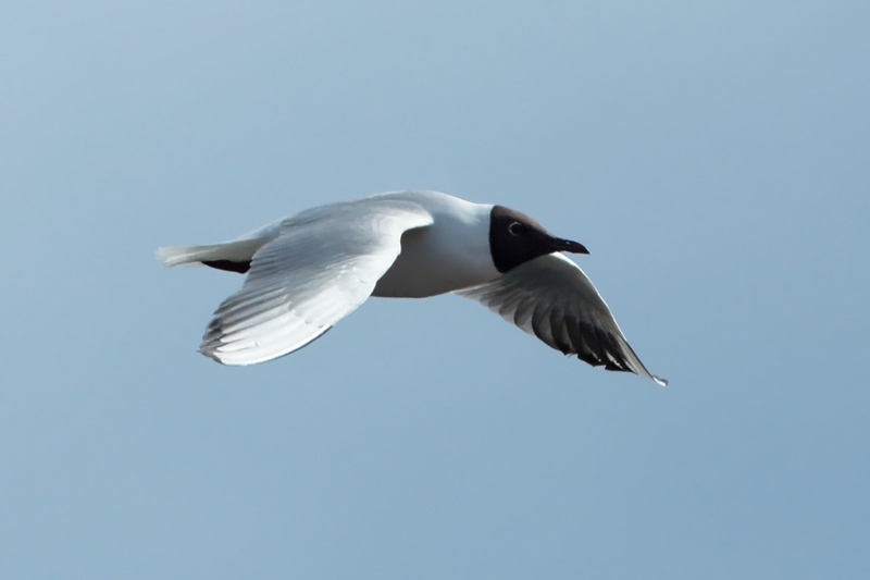 Naurulokki Laughing Gull (Larus ridibundus)