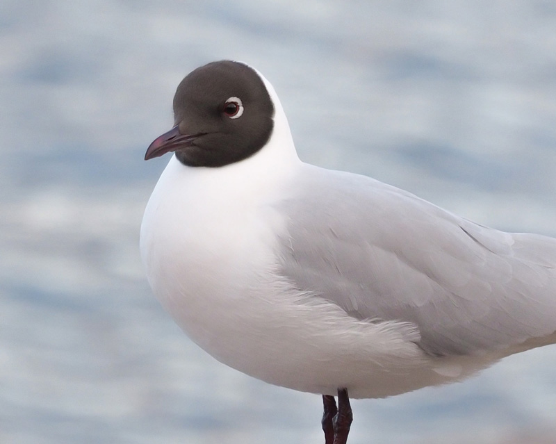 Naurulokki Laughing Gull (Larus ridibundus)