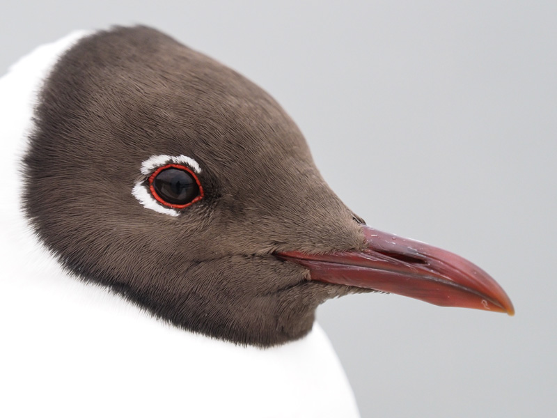 Naurulokki Laughing Gull (Larus ridibundus)