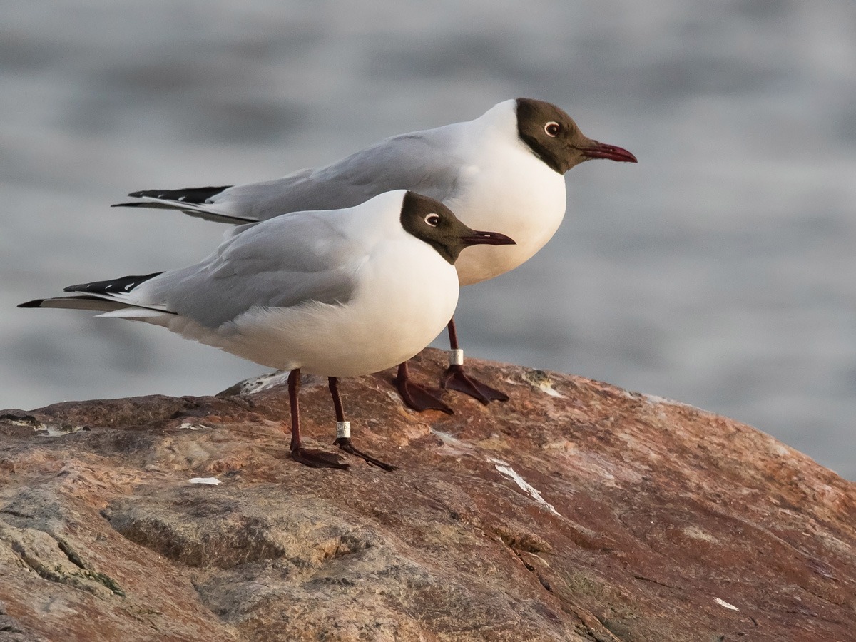 Naurulokki Laughing Gull (Larus ridibundus)