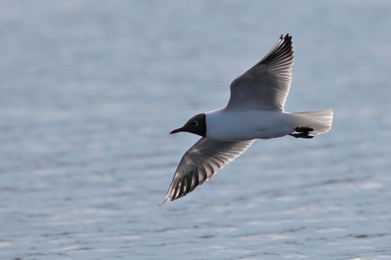 Naurulokki Laughing Gull (Larus ridibundus)