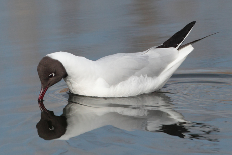 Naurulokki Laughing Gull (Larus ridibundus)