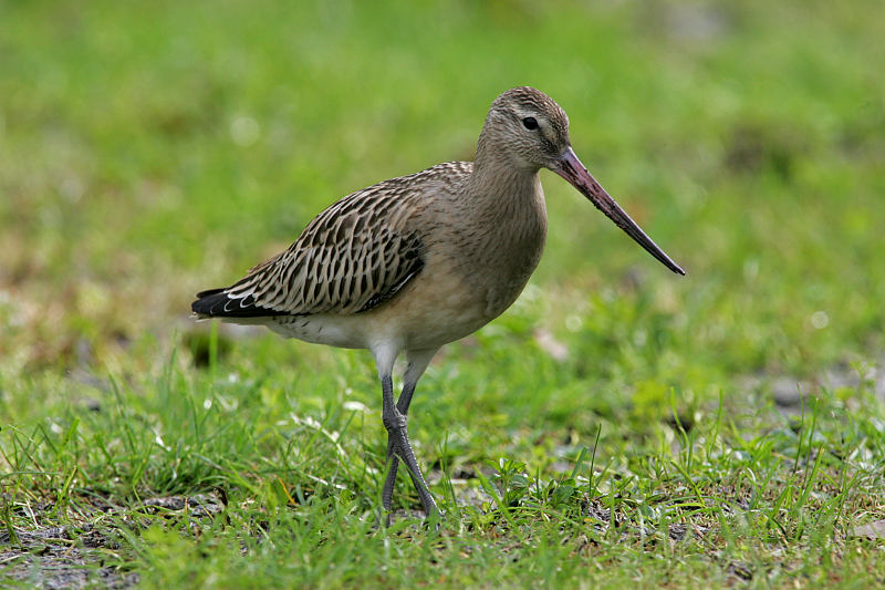 Punakuiri Limosa lapponica