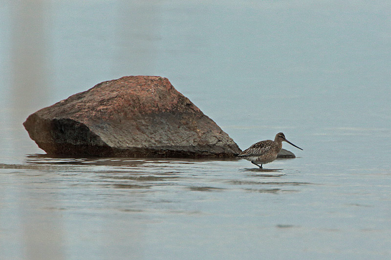 Punakuiri Limosa lapponica