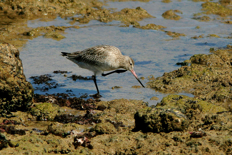 Punakuiri Limosa lapponica