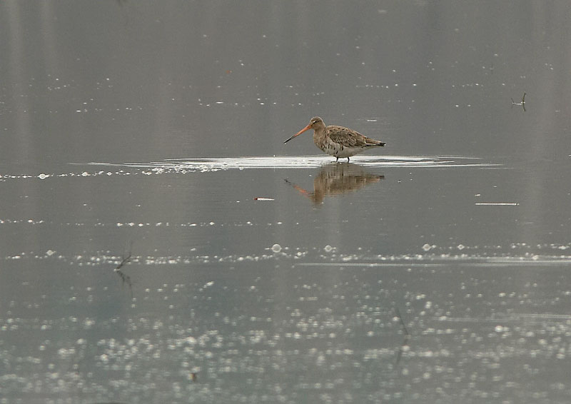 Mustapyrst�kuiri Limosa limosa