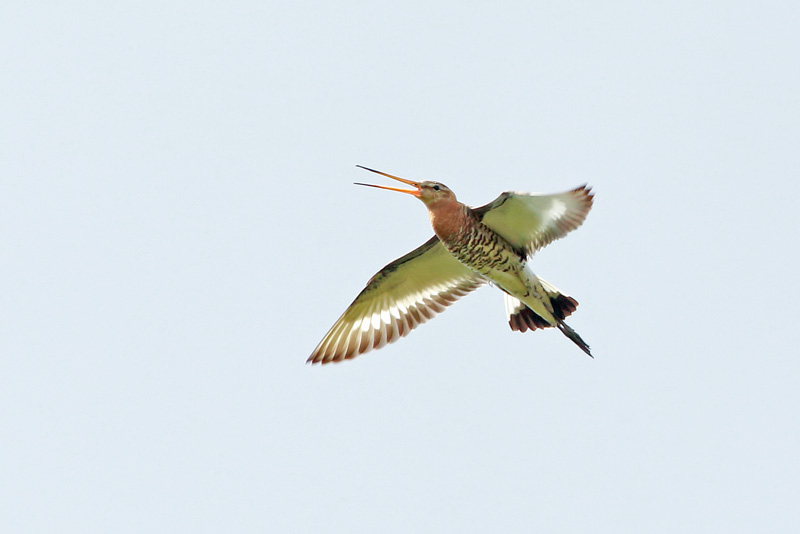 Mustapyrst�kuiri Limosa limosa
