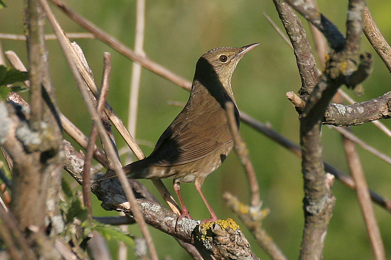 Viitasirkkalintu River Warbler (Locustella fluviatilis)