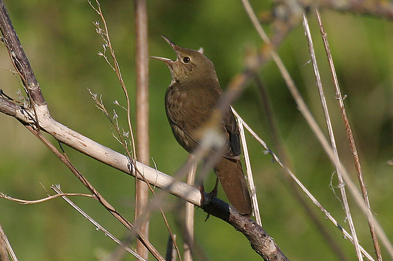 Viitasirkkalintu River Warbler (Locustella fluviatilis)