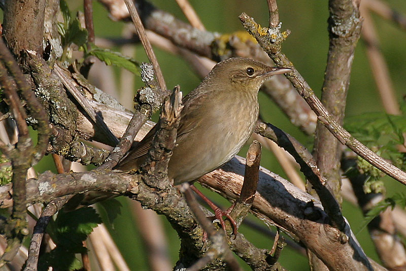 Viitasirkkalintu River Warbler (Locustella fluviatilis)