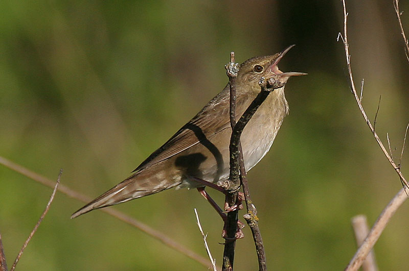 Viitasirkkalintu River Warbler (Locustella fluviatilis)