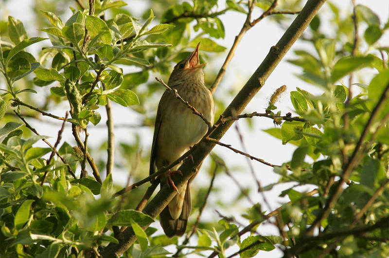 Viitasirkkalintu River Warbler (Locustella fluviatilis)